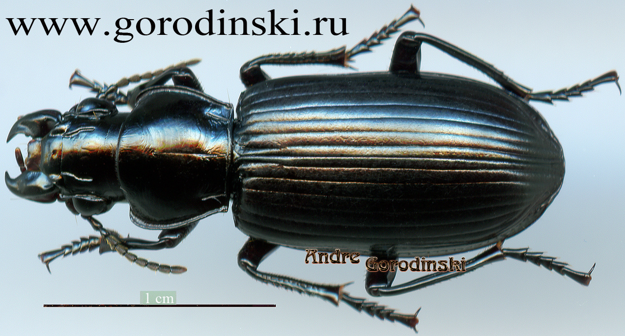 http://www.gorodinski.ru/carabidae/Morionidius inexpectatus.jpg